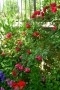 thumb_57