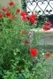 thumb_59